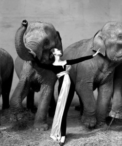 Richard Avedon: "Dovima with elephants"