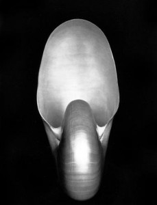 Edward Weston: "Nautilus"