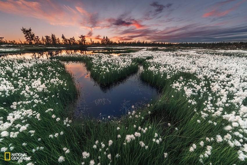 In the realm of cotton grass marsh, Kamil Nureev 