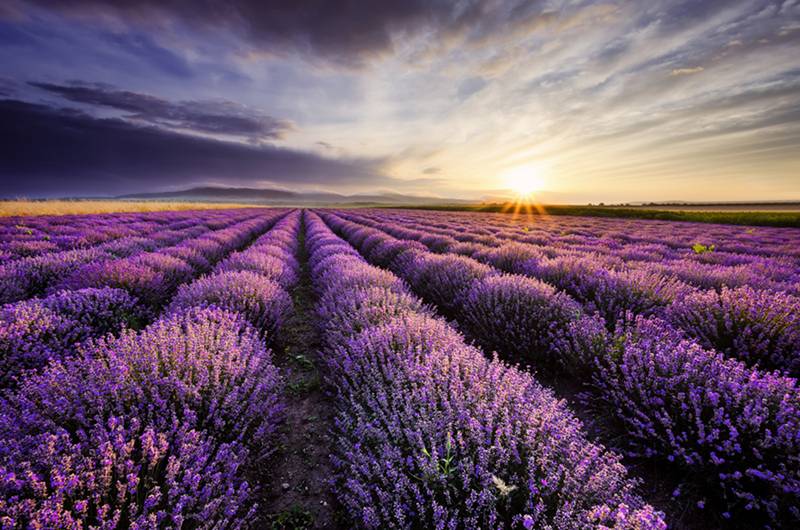 Milen Dobrev, Bulgaria: Lavender sunrise