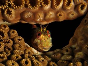 Dan Lublinski brazil-blenny_94778_990x742