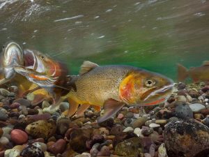 Charlie Hamilton James cutthroat-trout-yellowstone_94884_990x742