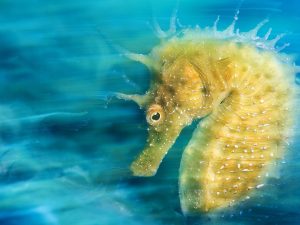 Davide Lopresti seahorse-blur-scene_95061_990x742