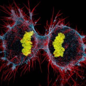 12η θέση: Κυτταρική διαίρεση ανθρώπινων κυττάρων - Burnette Dylan